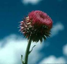 Musk Thistle & Nodding Thistle head